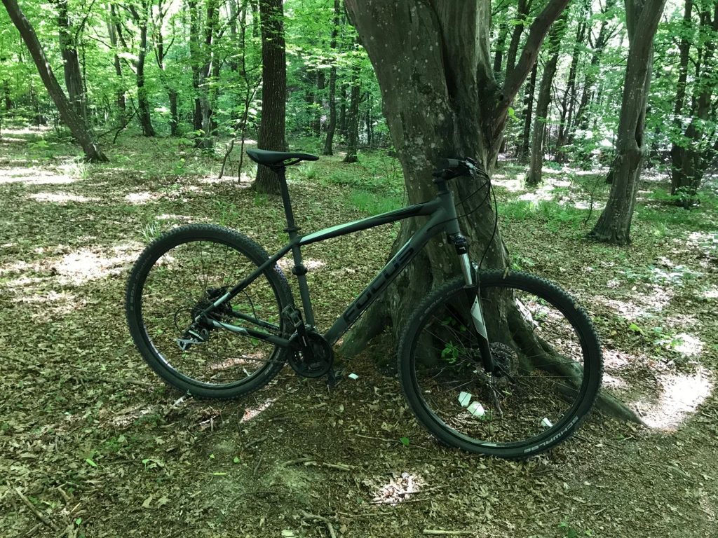 Photo of a grey Focus bike, leaned on a tree in a forrest